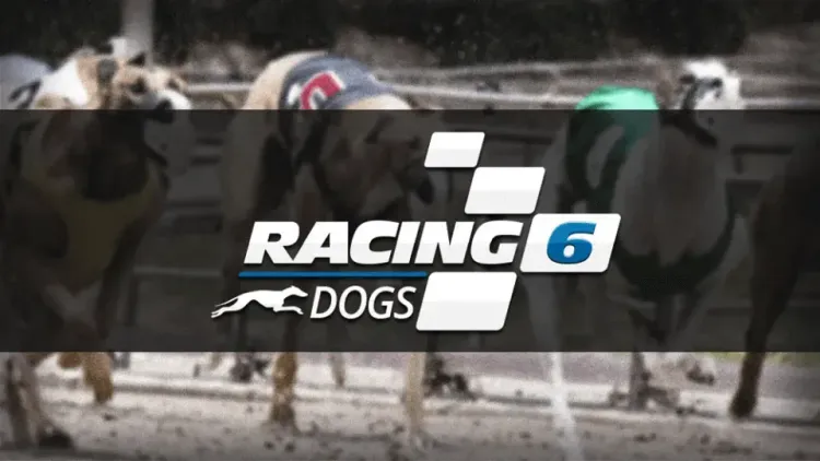 Racing 6 Dogs